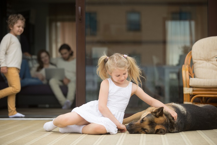 Personal Protection Dogs