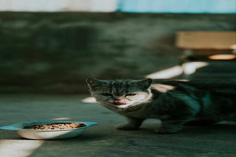 Pet Nutrition