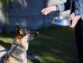 Transitioning Your Dog to Cold Pressed Food: Tips and Tricks 